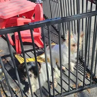 Asia, a female Shih Tzu and Shorkie for sale in Converse, TX – Photo 6 of 7