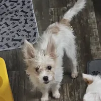 Asia, a female Shih Tzu and Shorkie for sale in Converse, TX – Photo 1 of 7