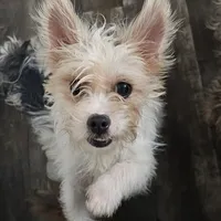 Asia, a female Shih Tzu and Shorkie for sale in Converse, TX – Photo 4 of 7