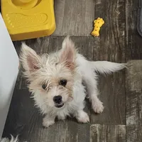 Asia, a female Shih Tzu and Shorkie for sale in Converse, TX – Photo 3 of 7