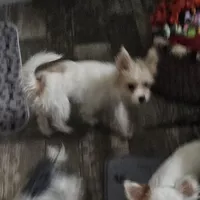 Asia, a female Shih Tzu and Shorkie for sale in Converse, TX – Photo 2 of 7