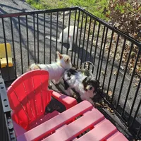 Asia, a female Shih Tzu and Shorkie for sale in Converse, TX – Photo 7 of 7