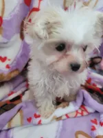 Dior, a female Maltipoo and Poodle - Toy  for sale in Converse, TX – Photo 6 of 6