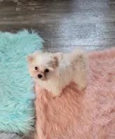 Dior, a female Maltipoo and Poodle - Toy  for sale in Converse, TX – Photo 4 of 6