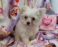 Dior, a female Maltipoo and Poodle - Toy  for sale in Converse, TX – Photo 5 of 6