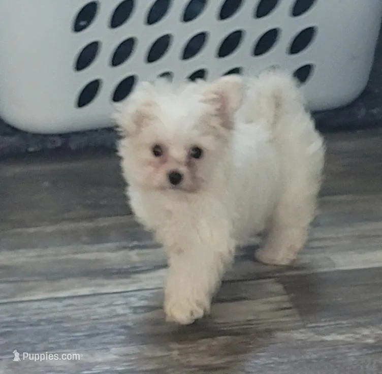 Dior, a female Maltipoo and Poodle - Toy  for sale in Converse, TX – Photo 1 of 6