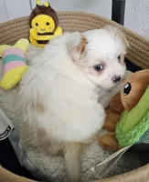Ana, a female Yorkshire Terrier and Shorkie for sale in Converse, TX – Photo 5 of 9