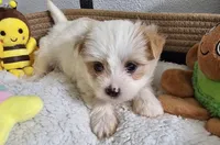 Ana, a female Yorkshire Terrier and Shorkie for sale in Converse, TX – Photo 7 of 9