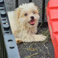 Ana, a female Yorkshire Terrier and Shorkie for sale in Converse, TX – Photo 9 of 9
