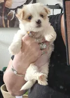 Ana, a female Yorkshire Terrier and Shorkie for sale in Converse, TX – Photo 1 of 9