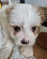 Ana, a female Yorkshire Terrier and Shorkie for sale in Converse, TX – Photo 6 of 9