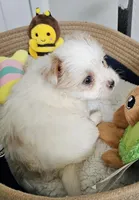 Ana, a female Yorkshire Terrier and Shorkie for sale in Converse, TX – Photo 2 of 9