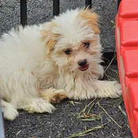 Ana, a female Yorkshire Terrier and Shorkie for sale in Converse, TX – Photo 8 of 9