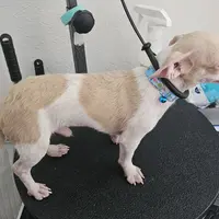 Carlito, a male Chiweenie for sale in Converse, TX – Photo 5 of 6