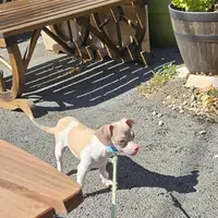Carlito, a male Chiweenie for sale in Converse, TX – Photo 6 of 6