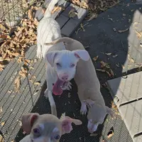 Carlito, a male Chiweenie for sale in Converse, TX – Photo 2 of 6