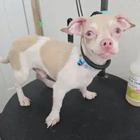 Carlito, a male Chiweenie for sale in Converse, TX – Photo 3 of 6