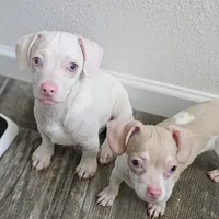 Brutis, a male Dachshund and Chiweenie for sale in Converse, TX – Photo 2 of 7