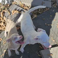 Brutis, a male Dachshund and Chiweenie for sale in Converse, TX – Photo 5 of 7