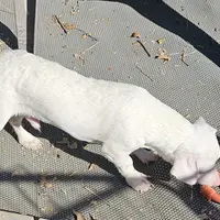 Brutis, a male Dachshund and Chiweenie for sale in Converse, TX – Photo 6 of 7