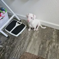 Brutis, a male Dachshund and Chiweenie for sale in Converse, TX – Photo 3 of 7