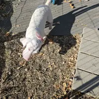 Brutis, a male Dachshund and Chiweenie for sale in Converse, TX – Photo 7 of 7