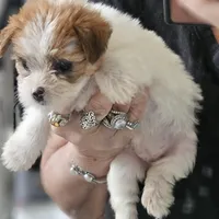 Asiana, a female Shorkie for sale in Converse, TX – Photo 8 of 10