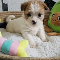 Asiana, a female Shorkie for sale in Converse, TX – Photo 4 of 10