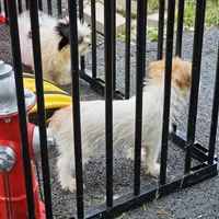 Asiana, a female Shorkie for sale in Converse, TX – Photo 10 of 10