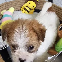 Asiana, a female Shorkie for sale in Converse, TX – Photo 5 of 10