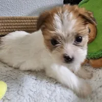 Asiana, a female Shorkie for sale in Converse, TX – Photo 6 of 10