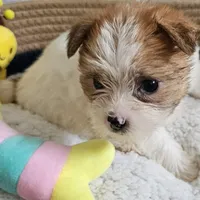 Asiana, a female Shorkie for sale in Converse, TX – Photo 3 of 10