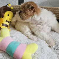 Asiana, a female Shorkie for sale in Converse, TX – Photo 2 of 10