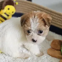Asiana, a female Shorkie for sale in Converse, TX – Photo 7 of 10