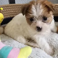 Asiana, a female Shorkie for sale in Converse, TX – Photo 1 of 10