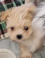 Bree/Reserve, a female Maltese and Shih Tzu for sale in Converse, TX – Photo 4 of 4