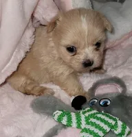 Bree/Reserve, a female Maltese and Shih Tzu for sale in Converse, TX – Photo 3 of 4