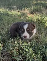 Hank, a male Miniature Australian Shepherd for sale in Prague, OK – 3 of 7