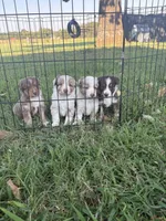 Rusty, a male Miniature Australian Shepherd for sale in Prague, OK – 8 of 9