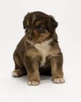 Rosie, a female Miniature Australian Shepherd for sale in Prague, OK – 5 of 6