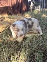 Mater, a male Miniature Australian Shepherd for sale in Prague, OK – 4 of 8