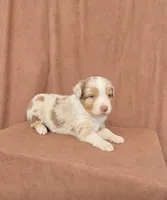 Rusty, a male Miniature Australian Shepherd for sale in Prague, OK – 9 of 9