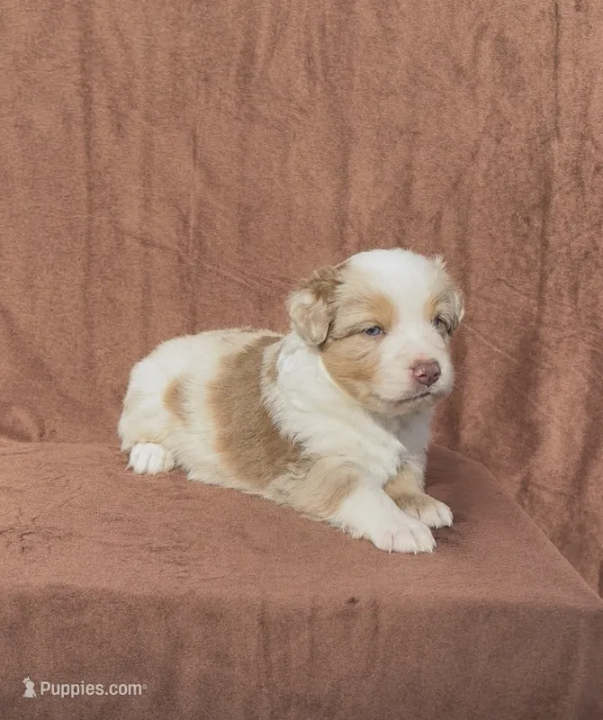 Mater – Miniature Australian Shepherd puppy for sale in Prague, OK