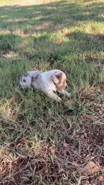 Rusty, a male Miniature Australian Shepherd for sale in Prague, OK – 6 of 9