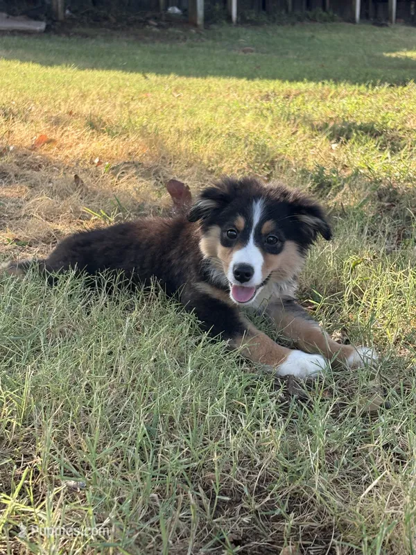 Ella – Miniature Australian Shepherd puppy for sale in Prague, OK