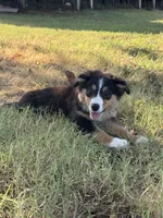 Ella, a female Miniature Australian Shepherd for sale in Prague, OK – 1 of 5