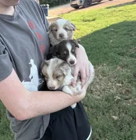 Mater, a male Miniature Australian Shepherd for sale in Prague, OK – 7 of 8