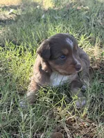 Rosie, a female Miniature Australian Shepherd for sale in Prague, OK – 2 of 6