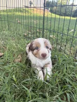 Rusty, a male Miniature Australian Shepherd for sale in Prague, OK – 7 of 9