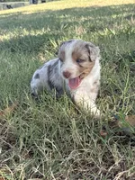 Rusty, a male Miniature Australian Shepherd for sale in Prague, OK – 5 of 9